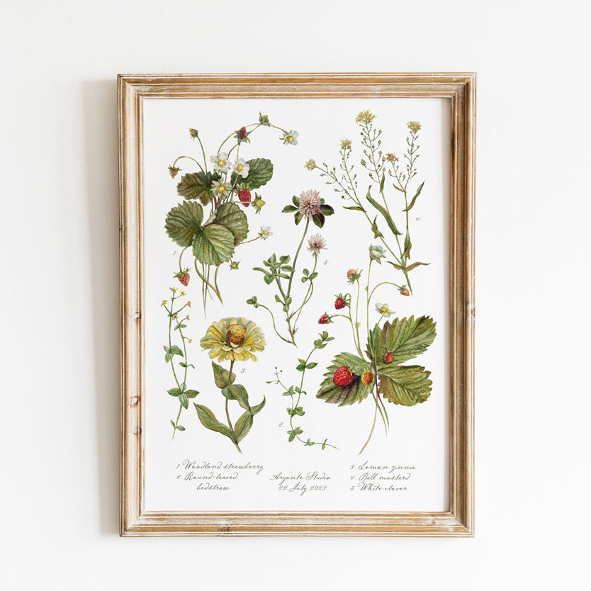 Lesní Jahody tisk