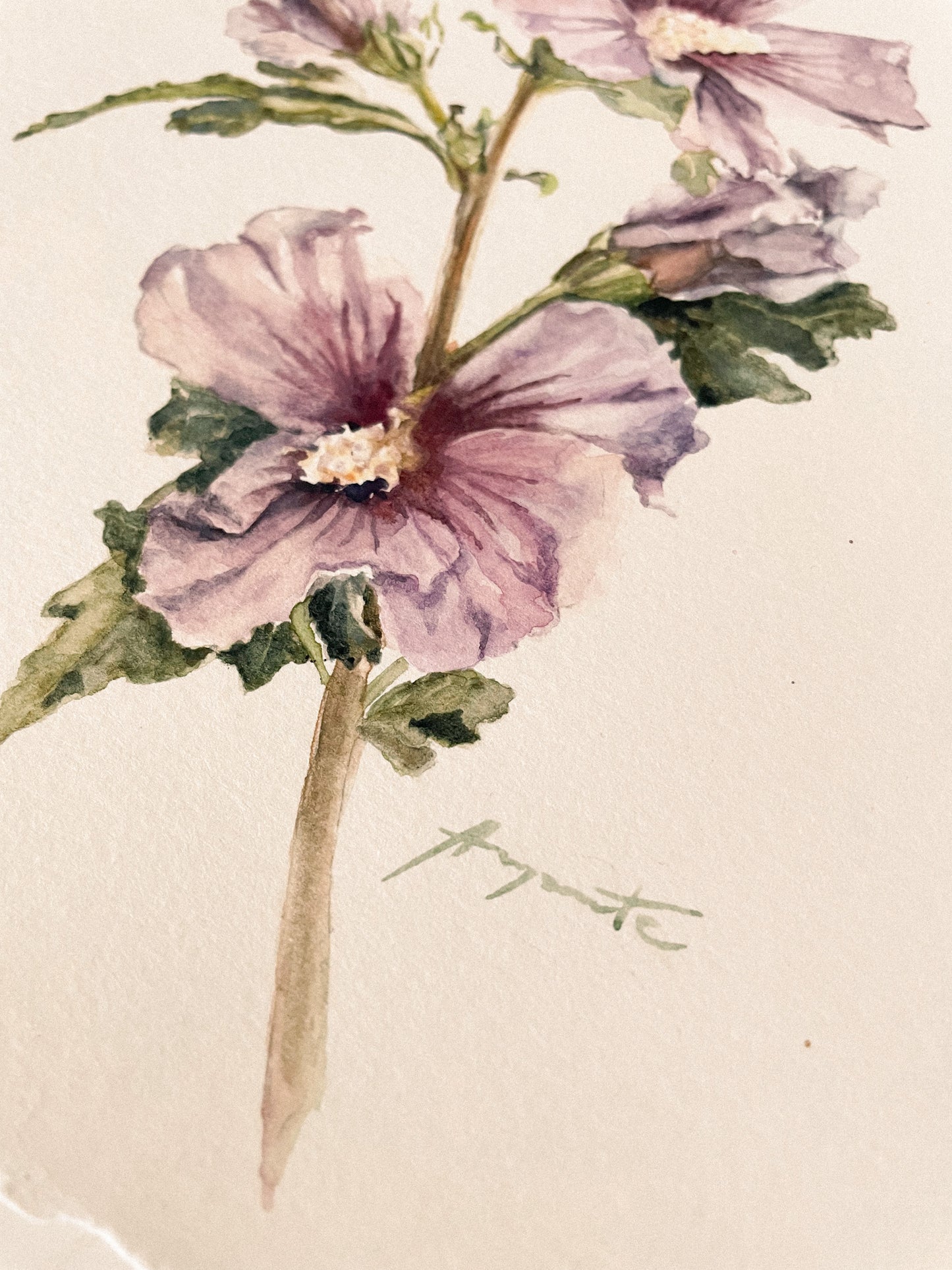 Original Painting Blush Hibiscus