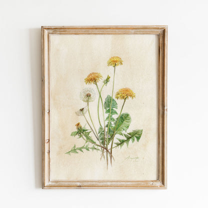 Taraxacum officinale Pampeliška tisk