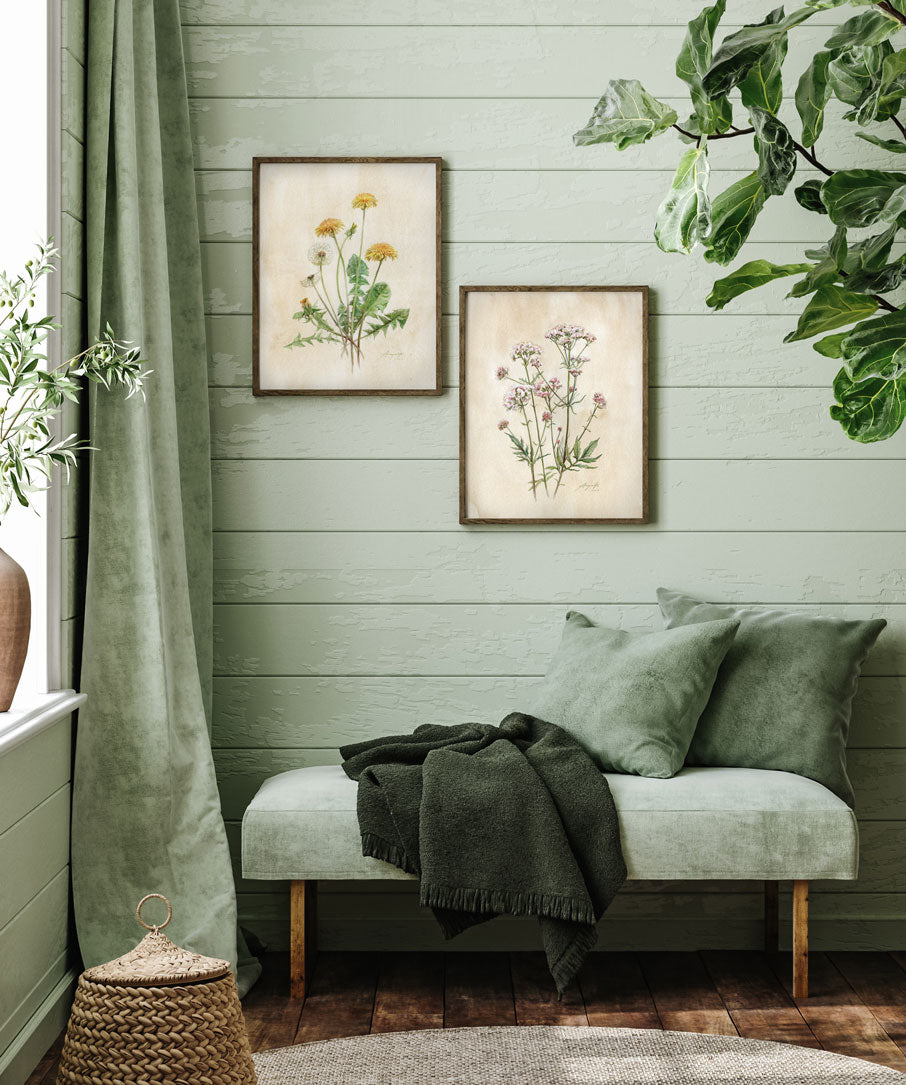 Taraxacum officinale Pampeliška tisk