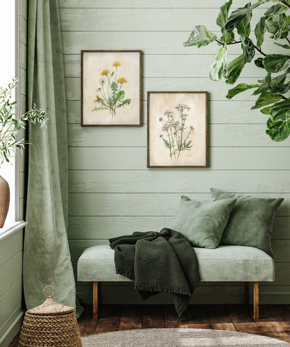 Taraxacum officinale Pampeliška tisk