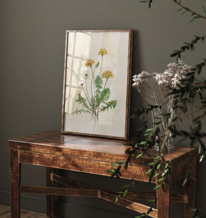 Taraxacum officinale Pampeliška tisk