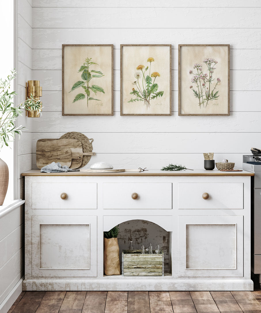 Taraxacum officinale Pampeliška tisk