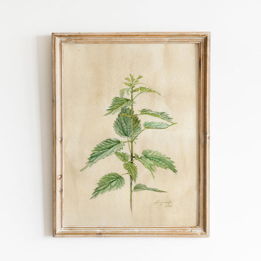 Urtica dioica Kopřiva obyčejná tisk