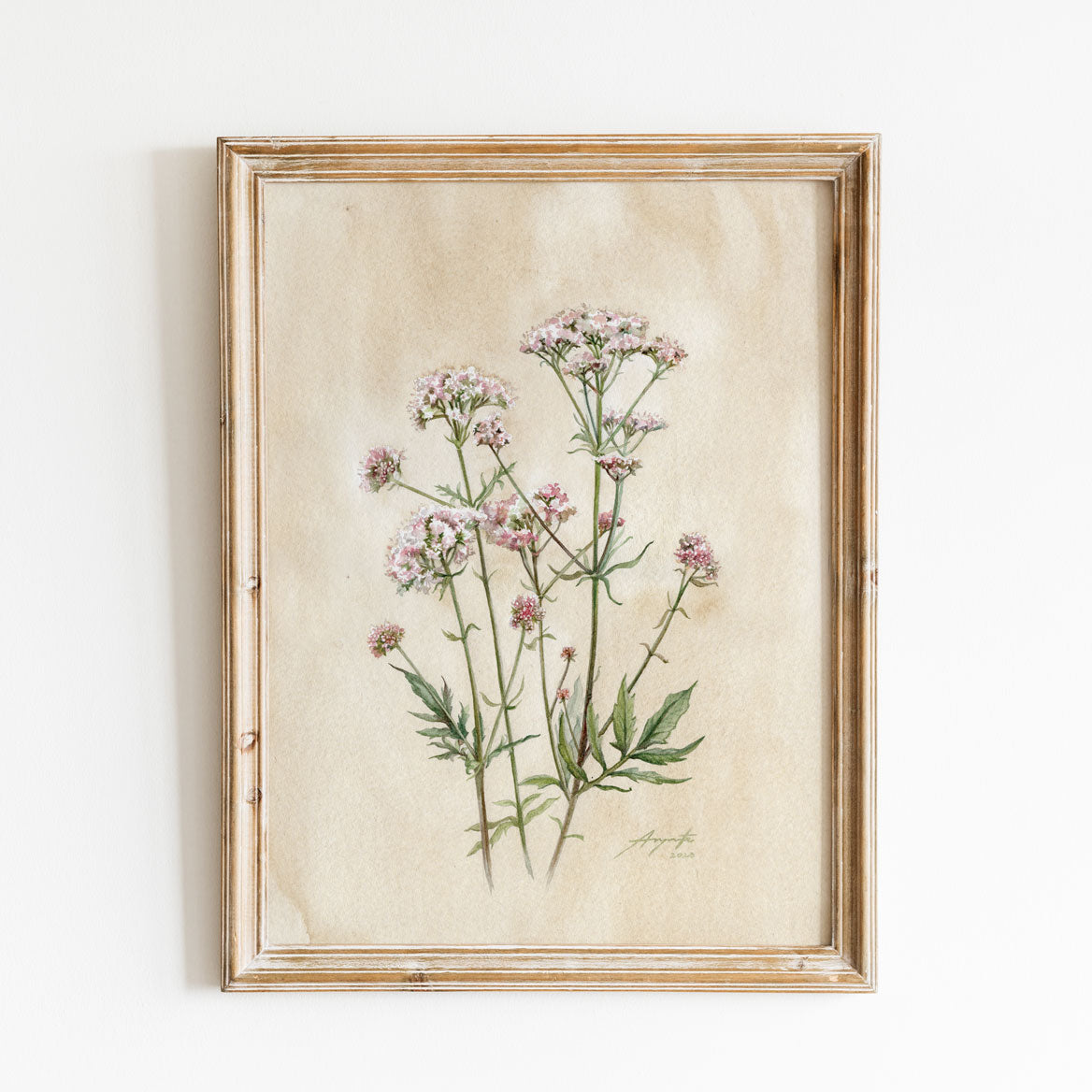 Valeriana officinalis Kozlík lékařský tisk