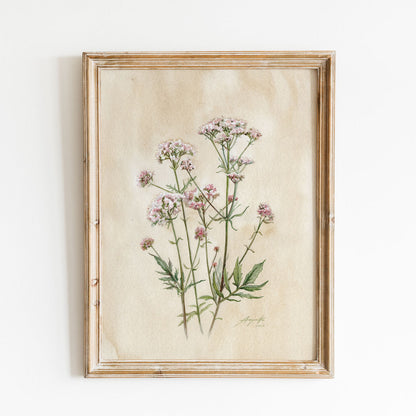 Valeriana officinalis Kozlík lékařský tisk