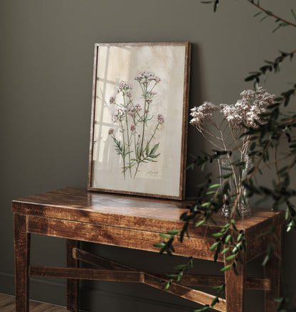Valeriana officinalis Kozlík lékařský tisk