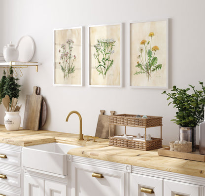 Valeriana officinalis Kozlík lékařský tisk