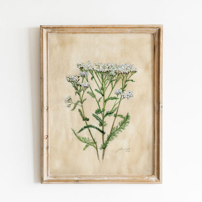 Achillea millefolium Řebříček tisk