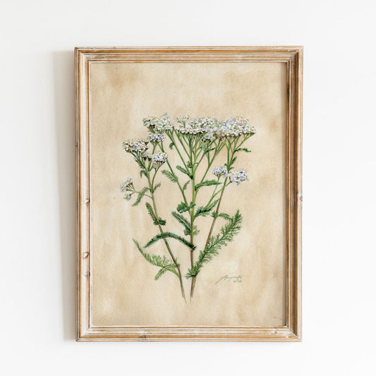 Achillea millefolium Řebříček tisk