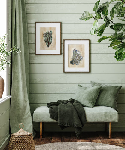 Quercus Oak Bark Vintage Archival Print