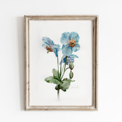 Himalayan Blue Poppy Print