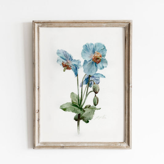 Himalayan Blue Poppy Print