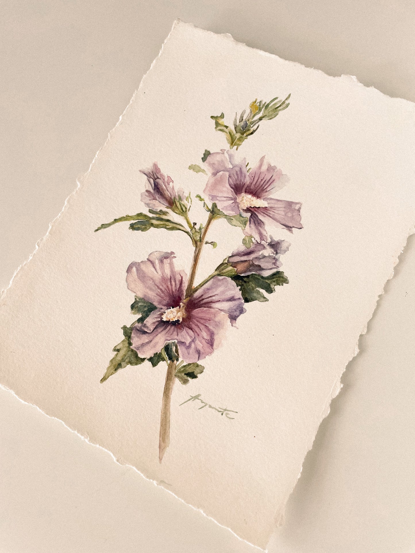Original Painting Blush Hibiscus