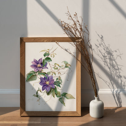 Royal Violet Clematis