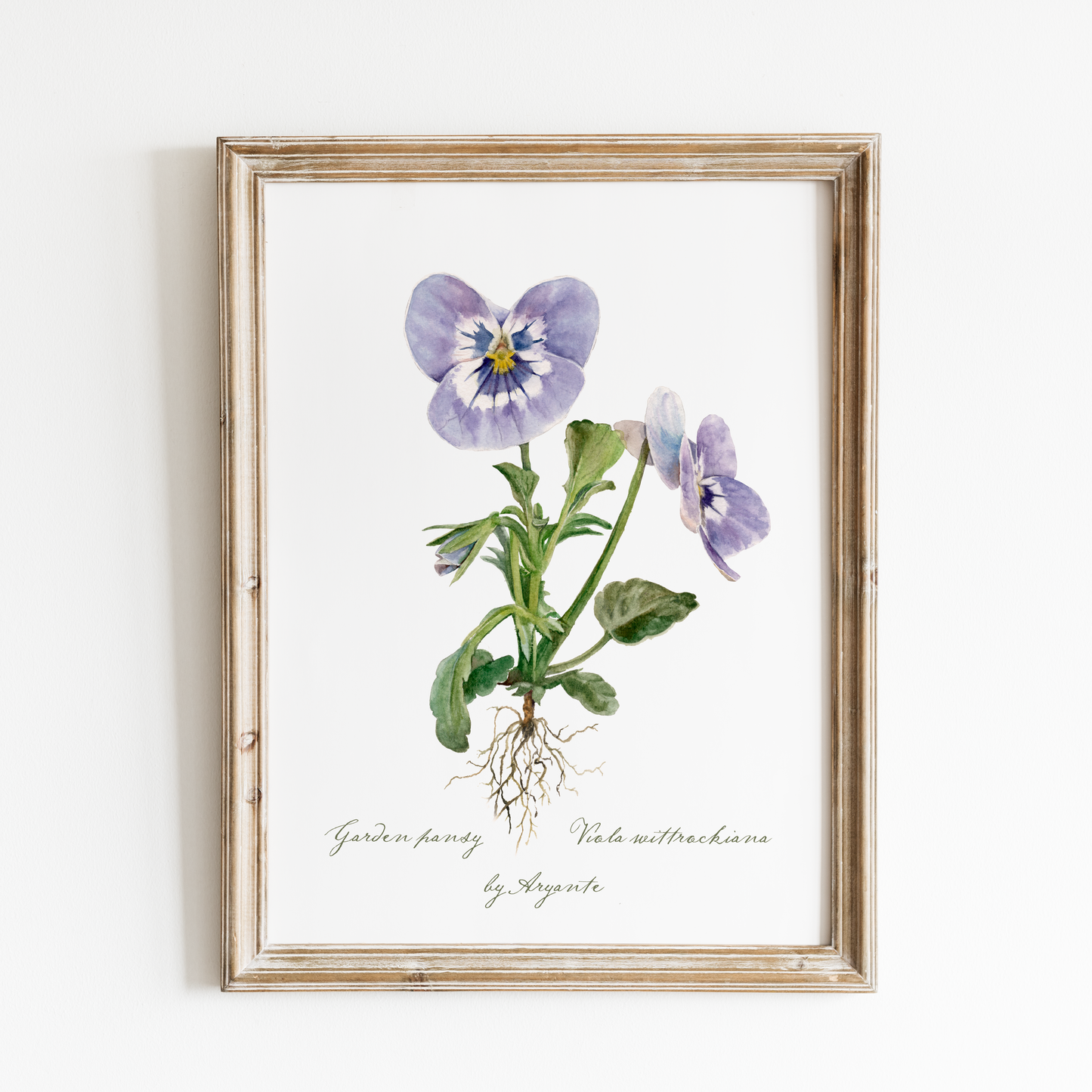 Garden Pansy Print