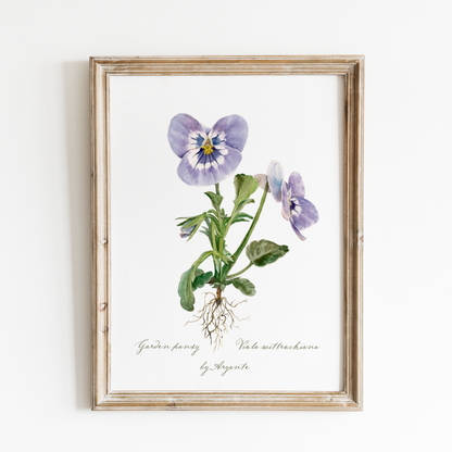 Garden Pansy Print
