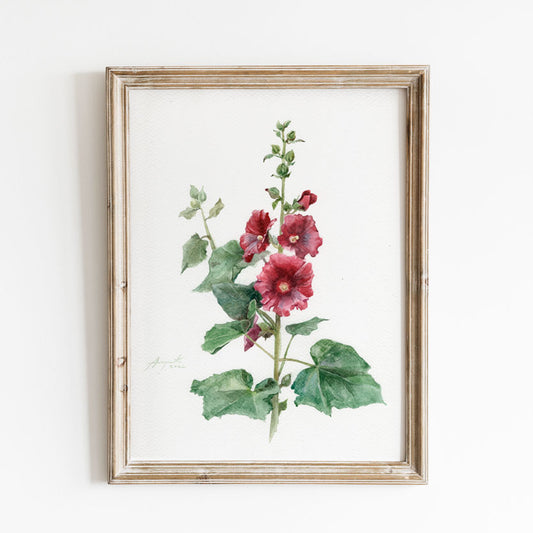 Crimson Hollyhock