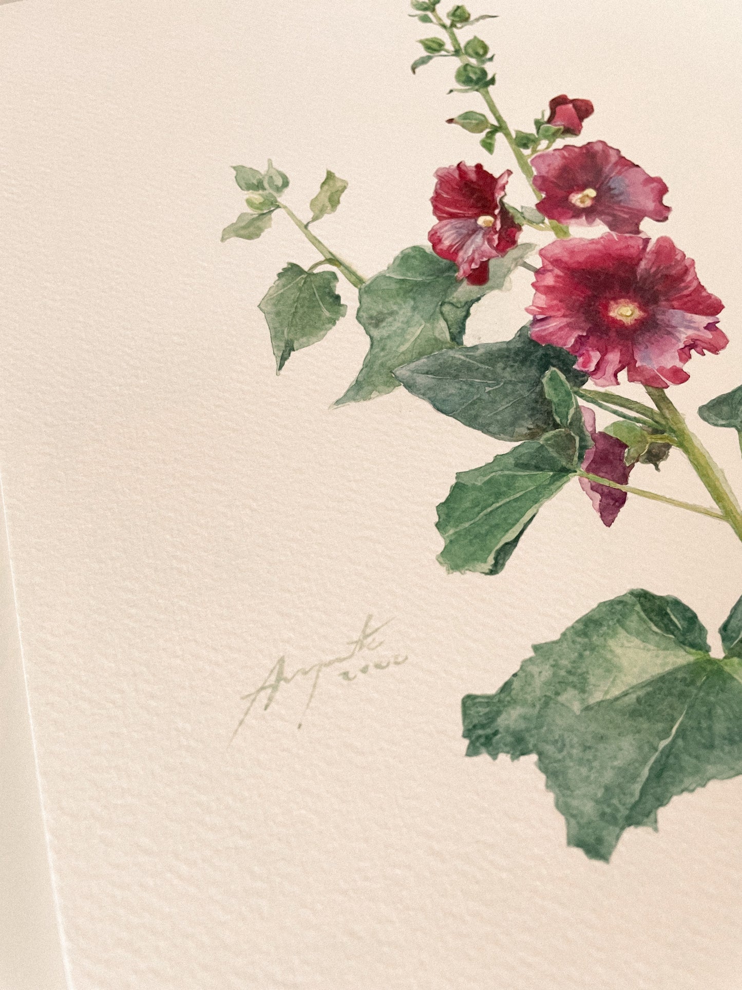 Original Painting Crimson Hollyhock