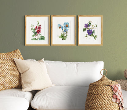 Himalayan Blue Poppy Print
